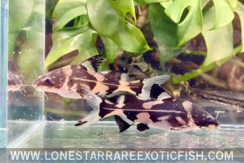 Harlequin Marble Lancer Catfish / Bagroides Melapterus Live Freshwater Tropical Fish for Sale Online