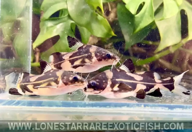 Harlequin Marble Lancer Catfish / Bagroides Melapterus Live Freshwater Tropical Fish for Sale Online