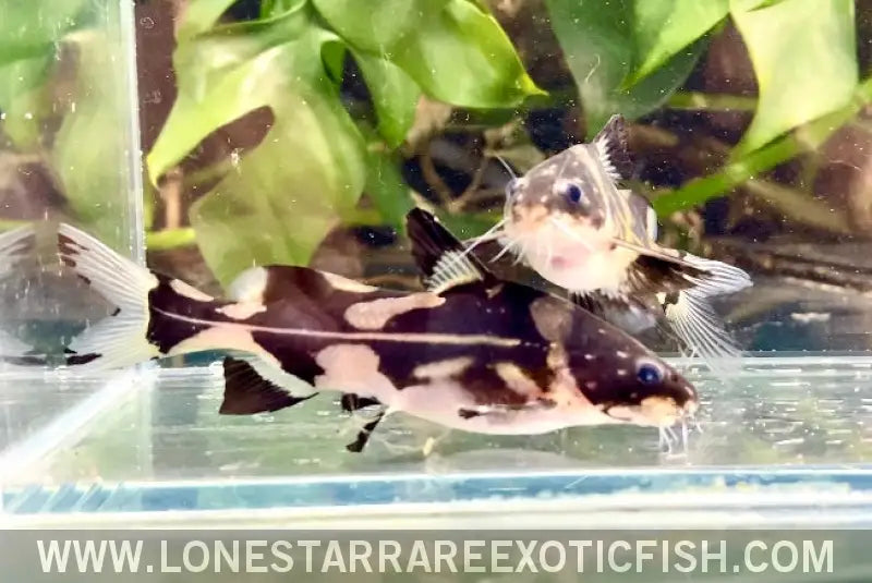 Harlequin Marble Lancer Catfish / Bagroides Melapterus Live Freshwater Tropical Fish for Sale Online