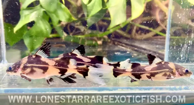 Harlequin Marble Lancer Catfish / Bagroides Melapterus Live Freshwater Tropical Fish for Sale Online