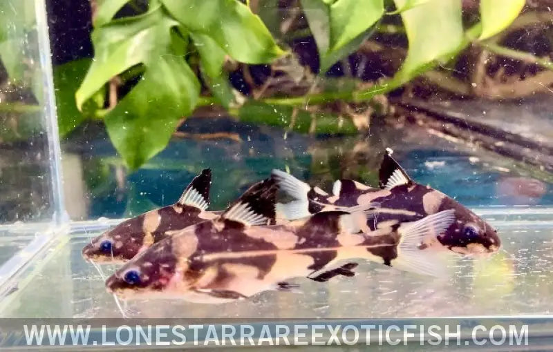 Harlequin Marble Lancer Catfish / Bagroides Melapterus Live Freshwater Tropical Fish for Sale Online