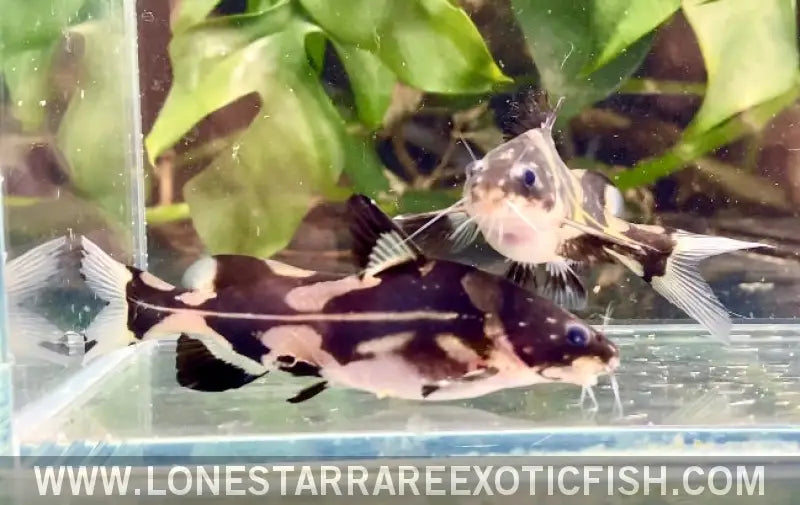 Harlequin Marble Lancer Catfish / Bagroides Melapterus Live Freshwater Tropical Fish for Sale Online