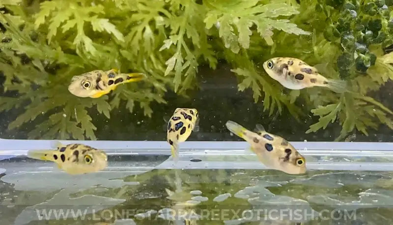 Indian Dwarf Pea Puffer / Carinotetraodon Travancoricus Live Freshwater Tropical Fish For Sale Online