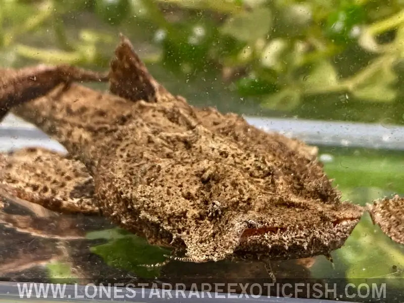 Indian Frogmouth Catfish / Chaca Chaca Catfish / Chaca Chaca Live Freshwater Tropical Fish for Sale Online