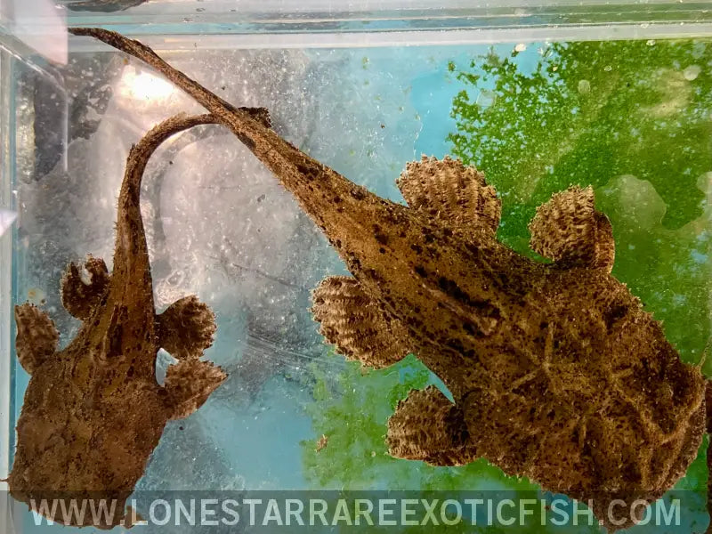 Indian Frogmouth Catfish / Chaca Chaca Catfish / Chaca Chaca Live Freshwater Tropical Fish for Sale Online