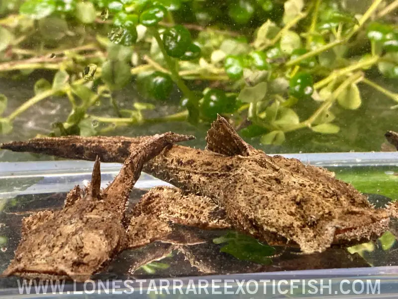 Indian Frogmouth Catfish / Chaca Chaca Catfish / Chaca Chaca Live Freshwater Tropical Fish for Sale Online