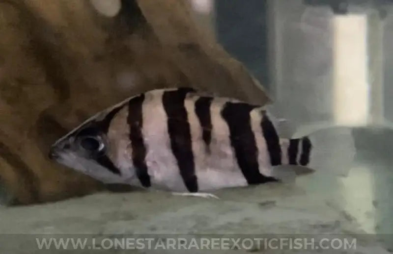 Indonesian Datnoid / Datnioides Microlepis (b Grade) Live Freshwater Tropical Fish For Sale Online