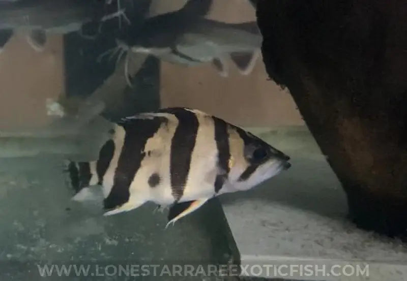 Indonesian Datnoid / Datnioides Microlepis (b Grade) Live Freshwater Tropical Fish For Sale Online