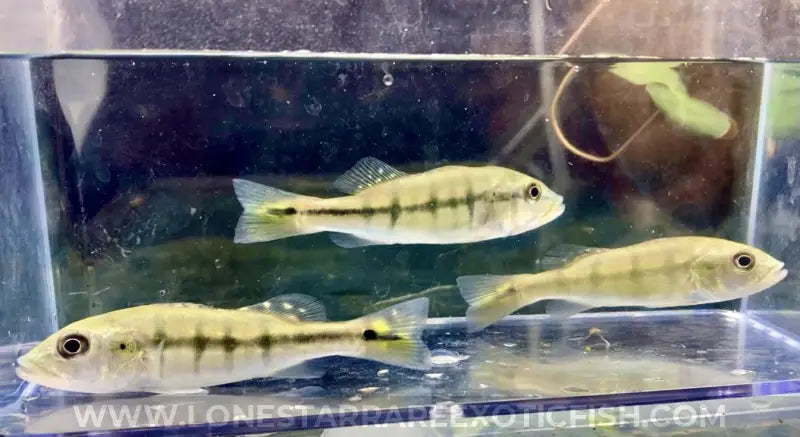 Intermedia Peacock Bass / Cichla Intermedia Live Freshwater Tropical Fish For Sale Online