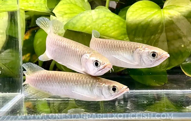 Jardini Arowana / Scleropages Jardinii Live Freshwater Tropical Fish For Sale Online