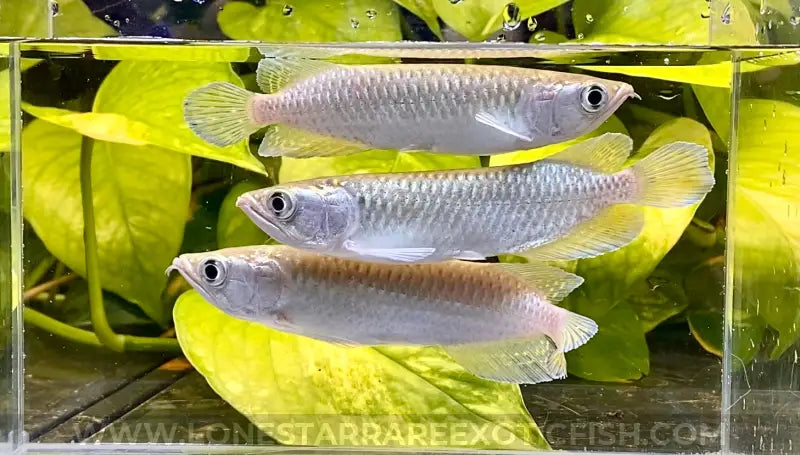 Jardini Arowana / Scleropages Jardinii Live Freshwater Tropical Fish For Sale Online