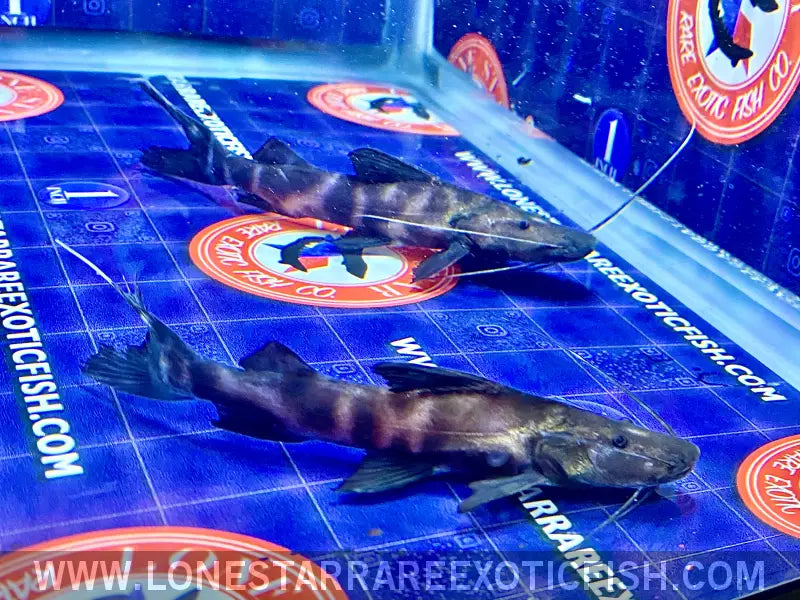 Juruense Catfish / Brachyplatystoma Juruense Live Freshwater Tropical Fish for Sale Online