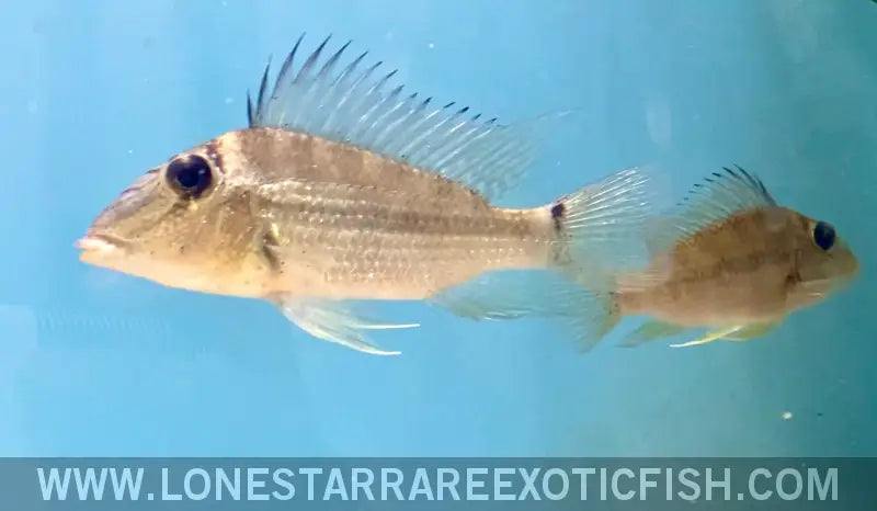 Jurupari Eartheater Cichlid / Satanoperca Jurupari Live Freshwater Tropical Fish for Sale Online