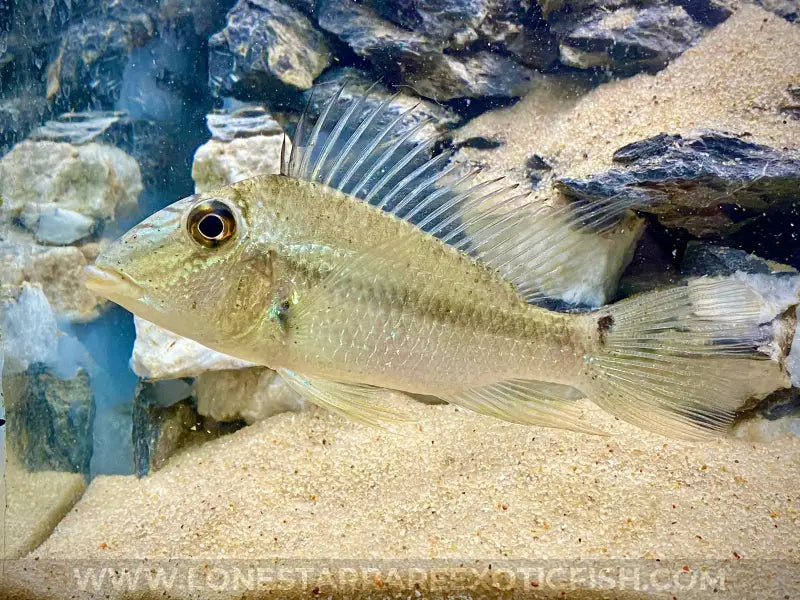 Jurupari Eartheater Cichlid / Satanoperca Jurupari Live Freshwater Tropical Fish For Sale Online