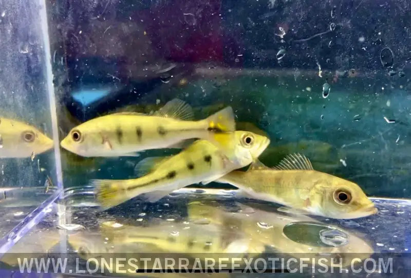 Kelberi Peacock Bass / Cichla Kelberi Live Freshwater Tropical Fish for Sale Online