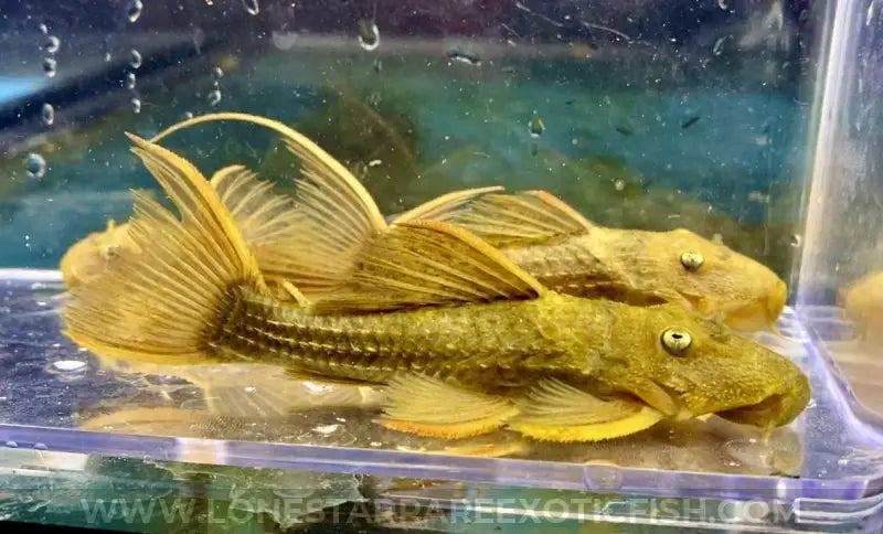 L024 Redfin Cactus Pleco / Pseudacanthicus Pitanga Live Freshwater Tropical Fish For Sale Online