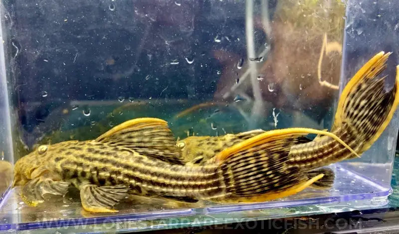 L025 Scarlet Cactus Pleco / Pseudacanthicus Pirarara Live Freshwater Tropical Fish For Sale Online