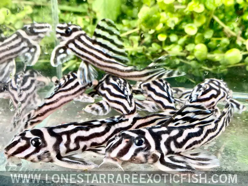 L046 Zebra Pleco / Hypancistrus Zebra Live Freshwater Tropical Fish for Sale Online