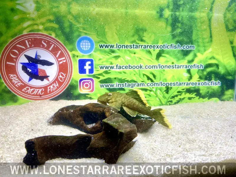 L047 Mango Pleco / Baryancistrus Chrysolomus Live Freshwater Tropical Fish for Sale Online