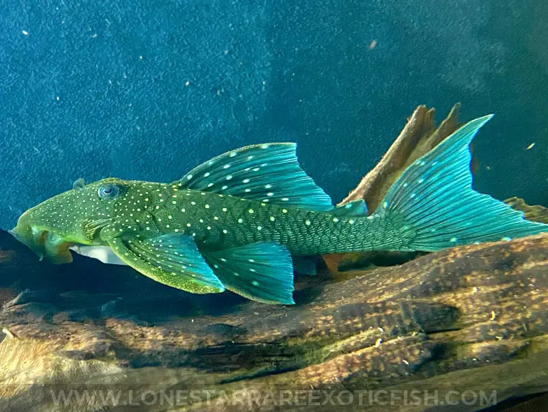 L128 Blue Phantom Pleco / Hemiancistrus Sp. Live Freshwater Tropical Fish For Sale Online