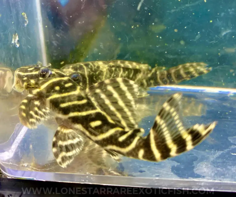 L129 colombian Zebra pleco / Hypancistrus Debilittera Live Freshwater Tropical Fish For Sale Online