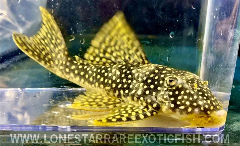 Plecos For Sale Online | Lone Star Rare Exotic Fish Co.