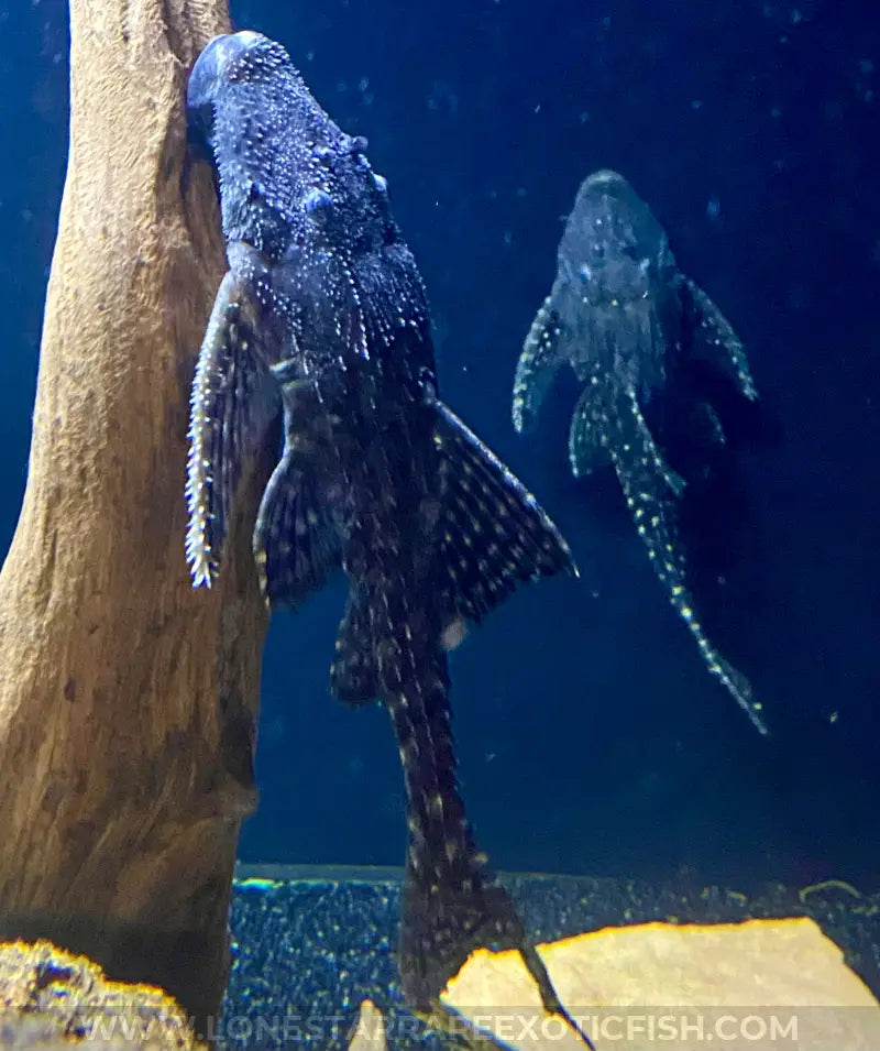 L155 Adonis Pleco / Acanthicus Adonis Live Freshwater Tropical Fish For Sale Online