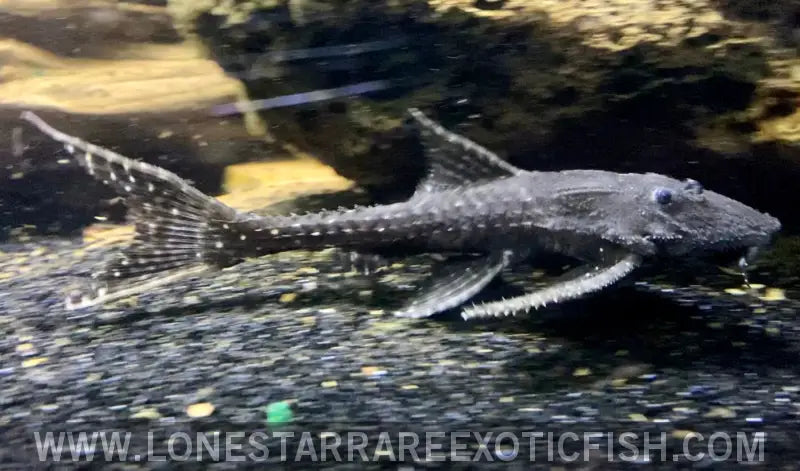 L155 Adonis Pleco / Acanthicus Adonis Live Freshwater Tropical Fish for Sale Online