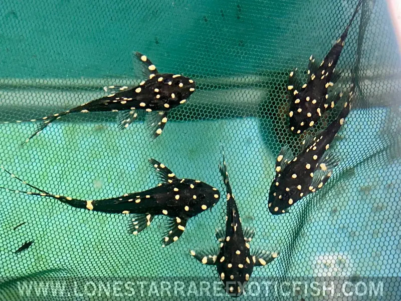 L155 Adonis Pleco / Acanthicus Adonis Live Freshwater Tropical Fish for Sale Online