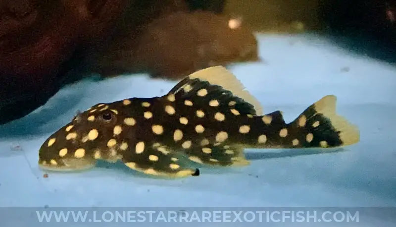 L177 Goldseam Gold Nugget Pleco / Baryancistrus Xanthellus Live Freshwater Tropical Fish For Sale Online
