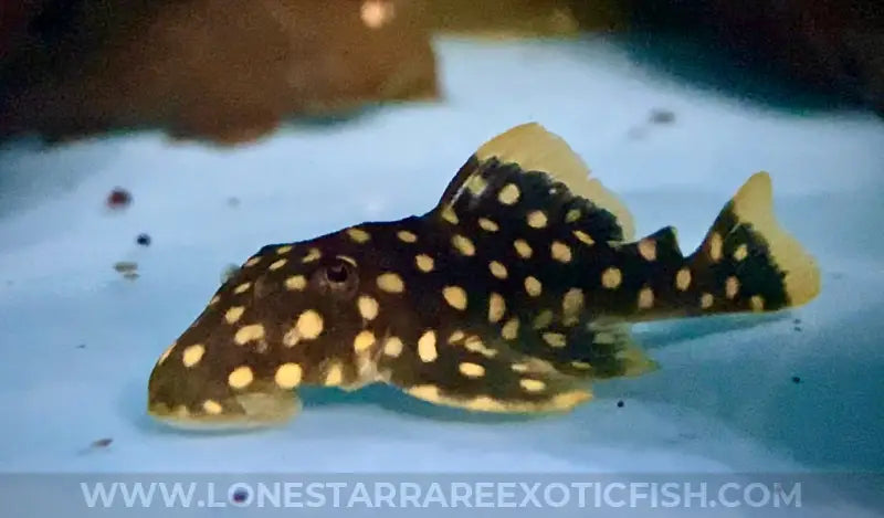 L177 Goldseam Gold Nugget Pleco / Baryancistrus Xanthellus Live Freshwater Tropical Fish For Sale Online