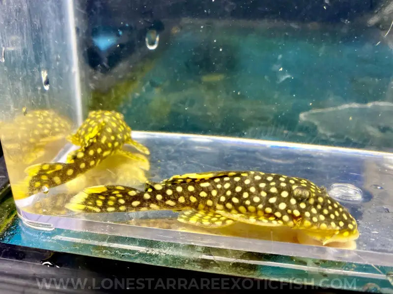 L18 Gold Nugget Pleco / Baryancistrus Xanthellus Live Freshwater Tropical Fish For Sale Online