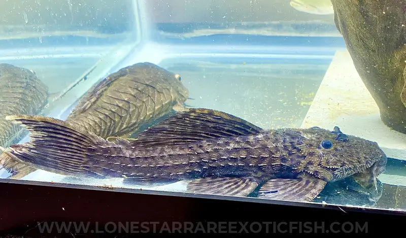L185 Xingu Spiny Monster Pleco / Pseudacanthicus Sp. Live Freshwater Tropical Fish For Sale Online