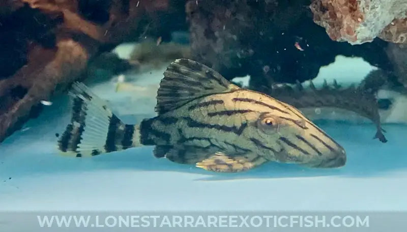 L190 Royal Pleco / Panaque Nigrolineatus Live Freshwater Tropical Fish For Sale Online