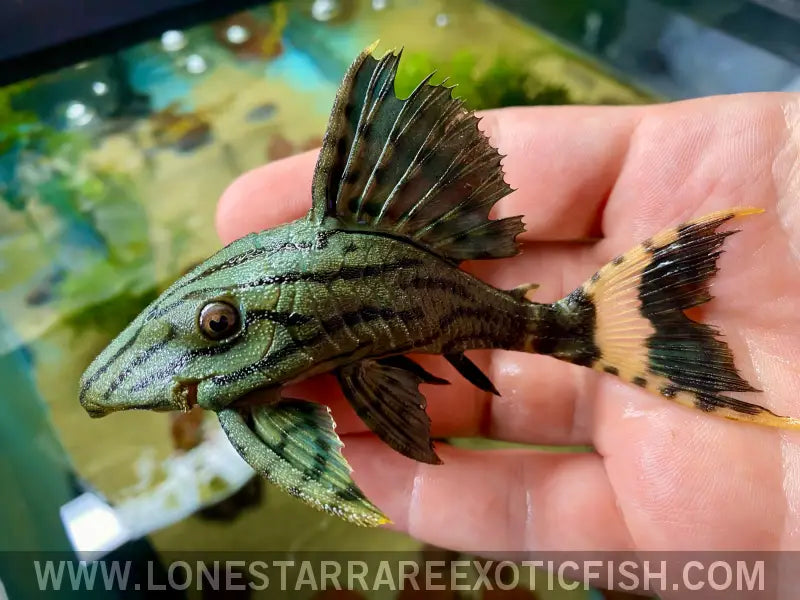 L191 Dull Eyed Royal Pleco / Panaque Cf. Nigrolineatus Live Freshwater Tropical Fish for Sale Online