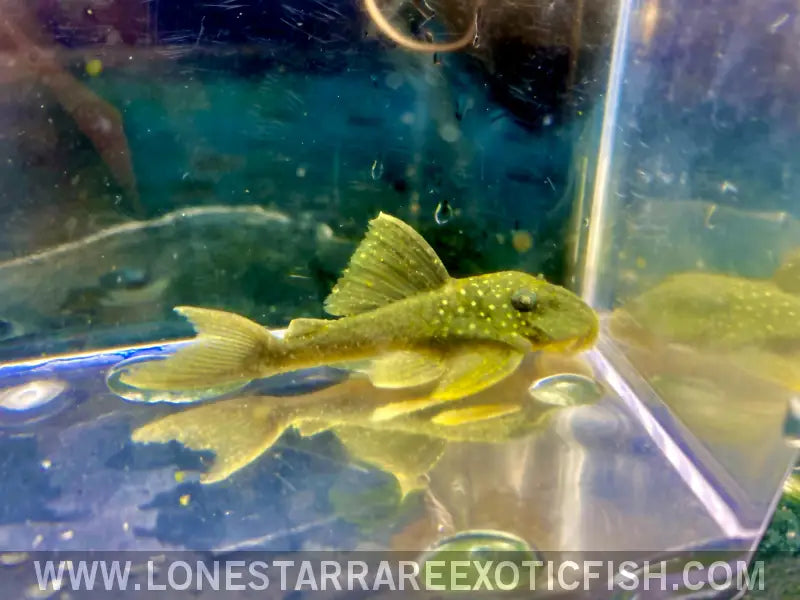 L200 Green Phantom Pleco / Hemiancistrus Subviridis Live Freshwater Tropical Fish for Sale Online