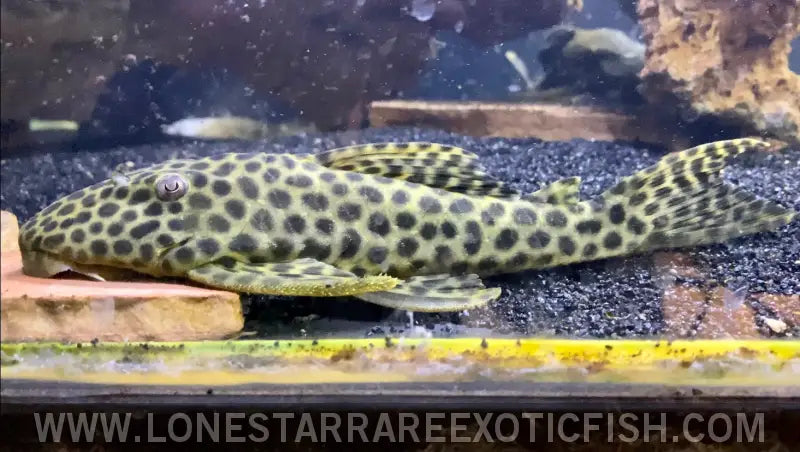 L233 / Lda009 Pleco / Hypostomus Fuscomaculatus Live Freshwater Tropical Fish for Sale Online