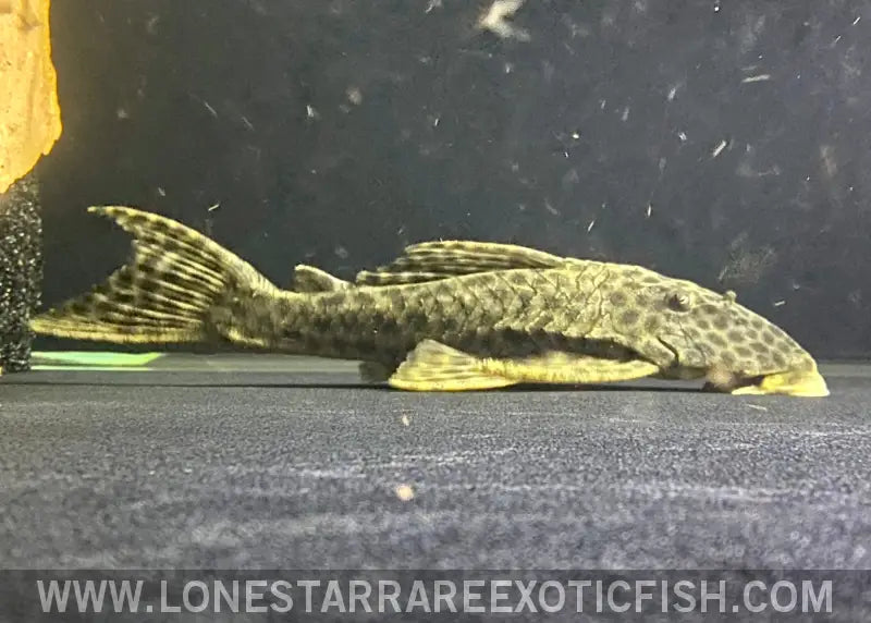 L233 / Lda009 Pleco / Hypostomus Fuscomaculatus Live Freshwater Tropical Fish for Sale Online