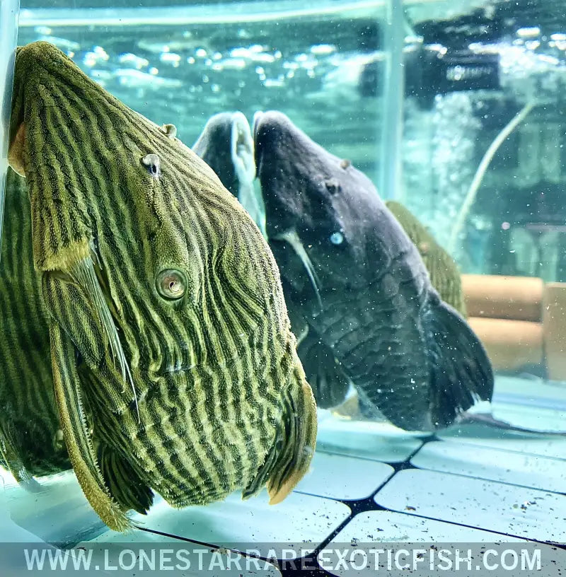 L27 Goldline Pleco Rio Araguaia / Panaque Armbrusteri Live Freshwater Tropical Fish for Sale Online