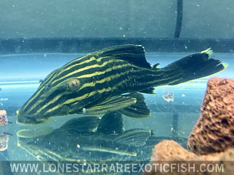 L27 Goldline Pleco Rio Araguaia / Panaque Armbrusteri Live Freshwater Tropical Fish for Sale Online