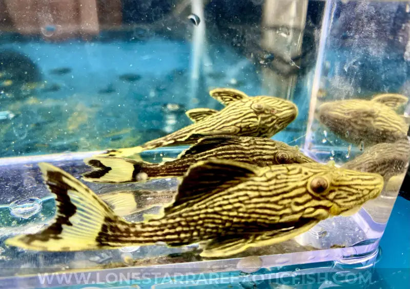 L27 Rio Tapajos “gold Thunderline” Royal Pleco / Panaque Armbrusteri Live Freshwater Tropical Fish For Sale Online