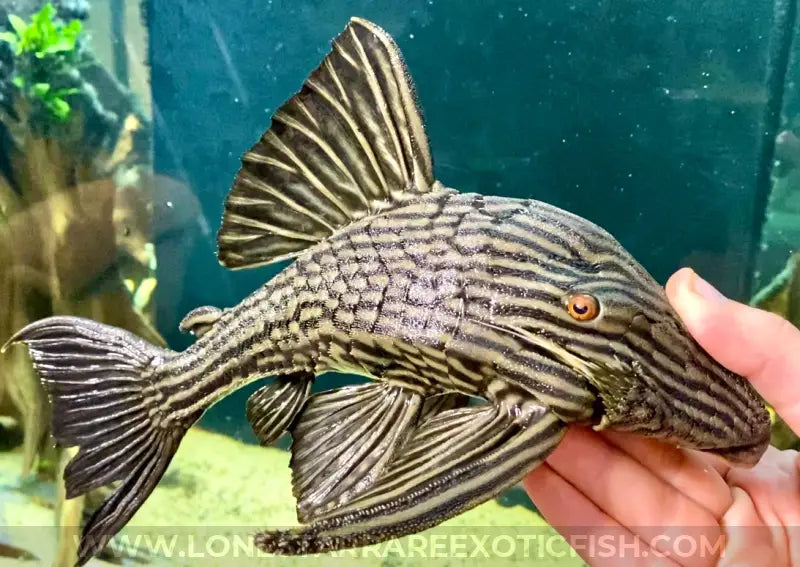 L27 Royal Pleco / Panaque Armbrusteri ‘rio Tocantins’ Live Freshwater Tropical Fish For Sale Online