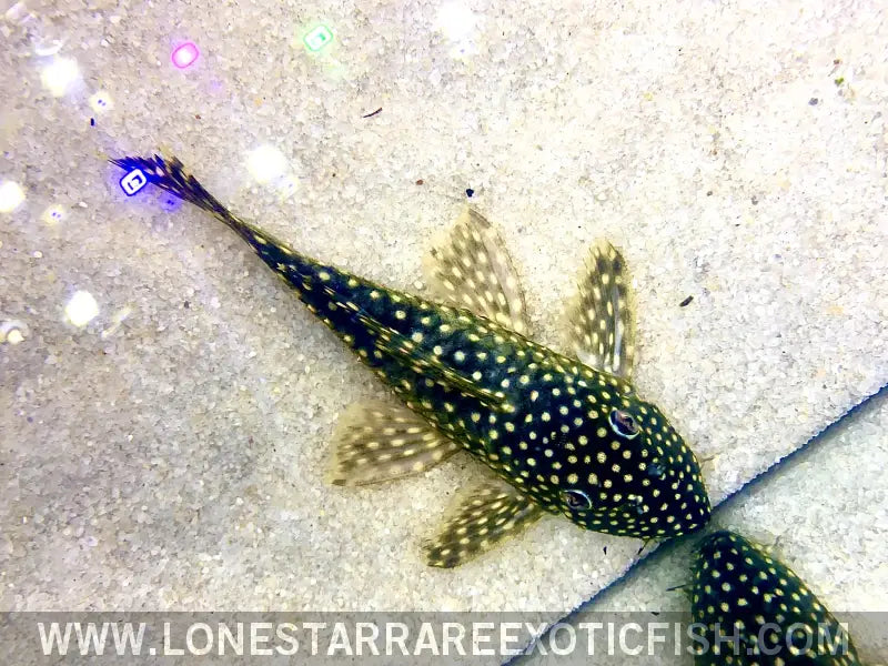 L29 Galaxy Pleco Live Freshwater Tropical Fish for Sale Online