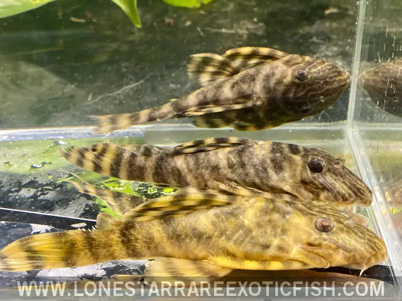 L398 Tankei Tiger Pleco / Panaqolus Tankei Live Freshwater Tropical Fish for Sale Online