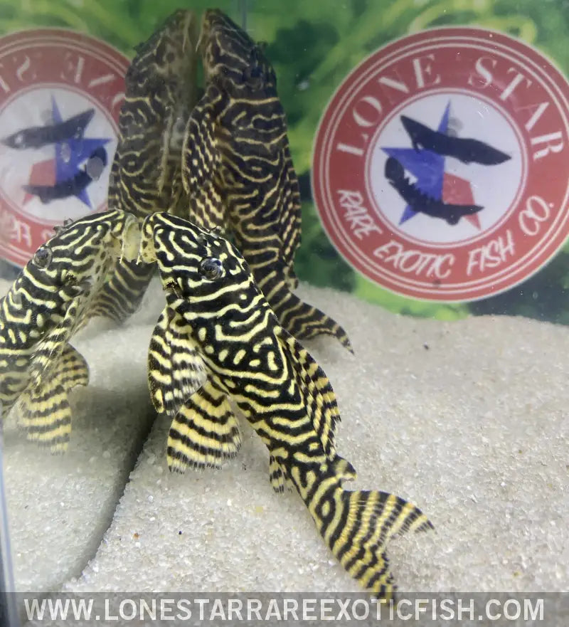 L401 Royal King Alenquer Pleco Live Freshwater Tropical Fish for Sale Online