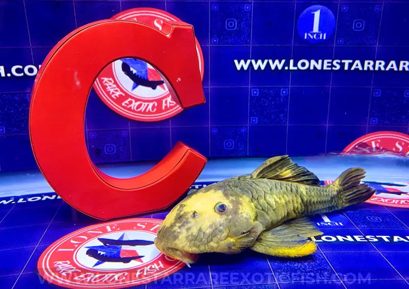 L56y Yellow Chubby Pleco - Wysiwyg Live Freshwater Tropical Fish For Sale Online