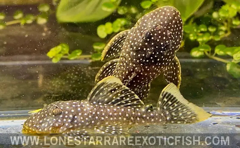 Plecos For Sale Online | Lone Star Rare Exotic Fish Co.