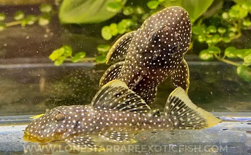 L81 Fine Spot Gold Nugget Pleco / Baryancistrus Xanthellus Live Freshwater Tropical Fish For Sale Online
