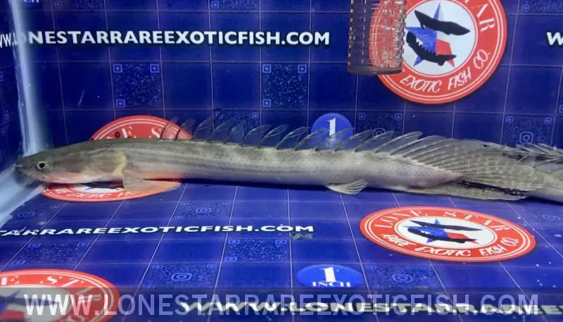 Lapradei Bichir / Polypterus Lapradei Live Freshwater Tropical Fish for Sale Online