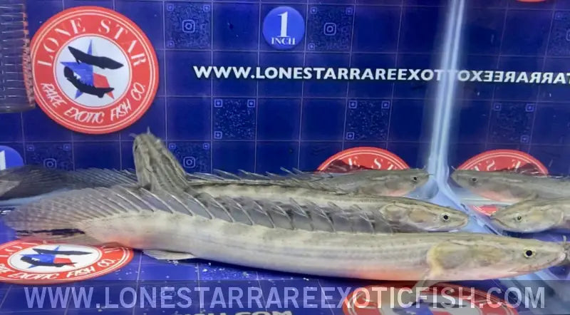 Lapradei Bichir / Polypterus Lapradei Live Freshwater Tropical Fish for Sale Online